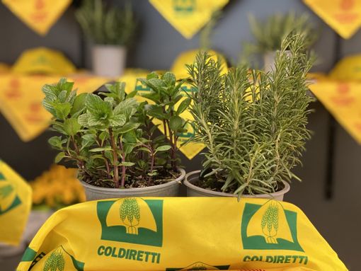 Arriva la primavera ed è tempo di orto.  Sabato al Mercato Contadino di Campagna Amica Asti