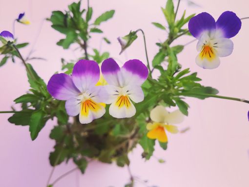 "Storie dall'alveare", una favola al giorno per i vostri bambini. Oggi "Il Gattalbero" "Storie dall'alveare", una favola al giorno per i vostri bambini. Oggi "Il Gattalbero"