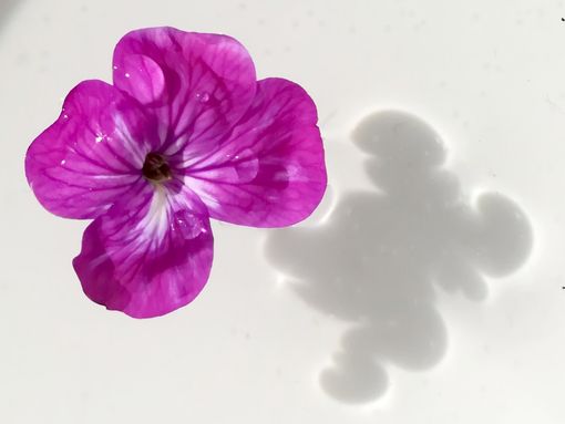 "Storie dall'alveare", una favola al giorno per i vostri bambini. Oggi "Il lago dei fiori giganti" "Storie dall'alveare", una favola al giorno per i vostri bambini. Oggi "Il lago dei fiori giganti"