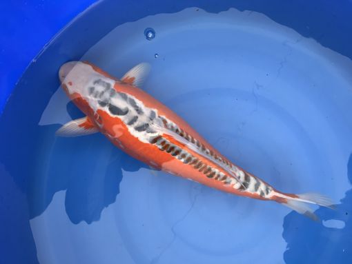 Piacenza: le carpe koi mostrano il loro fascino a Petsfestival