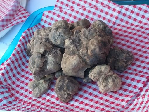 Uno dei tartufi presentati in Fiera