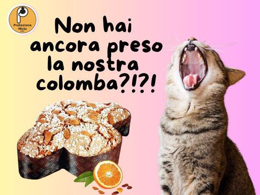 Con l'acquisto di una colomba si potranno sostenere le attività di "Protezione Micio" Con l'acquisto di una colomba si potranno sostenere le attività di "Protezione Micio"