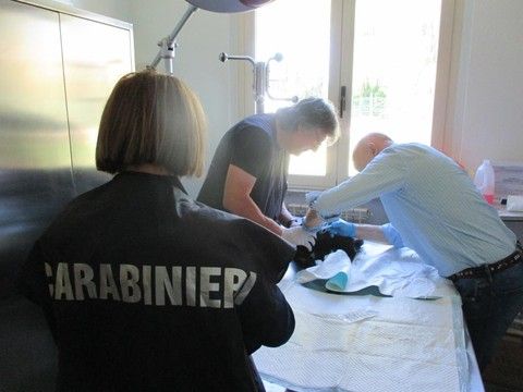 Traffico illecito di bulldog francesi anche nell'Astigiano: 12 cuccioli dall'est Europa senza vaccinazioni