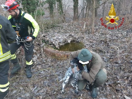 Vigili del fuoco salvano setter finito in fondo a un pozzo