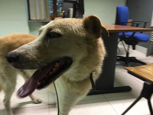 La polizia stradale di Asti mette in salvo un cane trovato vicino alla Caserma La polizia stradale di Asti mette in salvo un cane trovato vicino alla Caserma