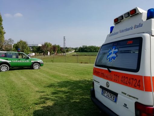 Ph tratta dalla pagina facebook di Ambulanze Veterinarie