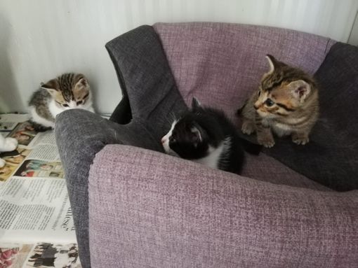 Alcuni dei gattini trovati