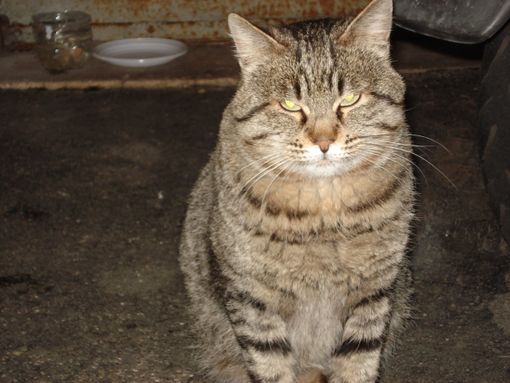 Immagine generica d'archivio, non correlata allo specifico intervento di salvataggio