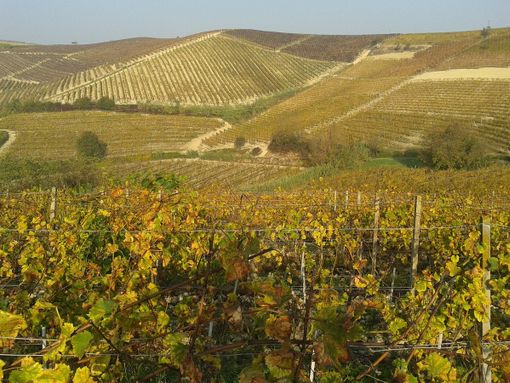 I vigneti di Langhe monferrato Roero