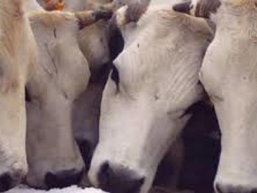 'La piemontese ieri, oggi e domani'. Si parla di carne e salute in un convegno a Tigliole