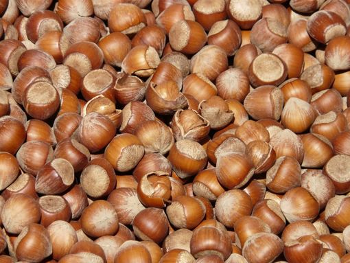 Cia: "Siccità e prezzi bassi stanno mettendo fuori mercato le nocciole piemontesi" Cia: "Siccità e prezzi bassi stanno mettendo fuori mercato le nocciole piemontesi"