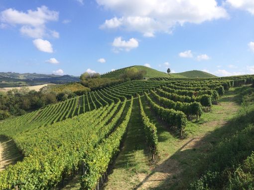 Biodiversità e cambiamenti climatici: un dialogo cruciale a Ferrere d’Asti Biodiversità e cambiamenti climatici: un dialogo cruciale a Ferrere d’Asti