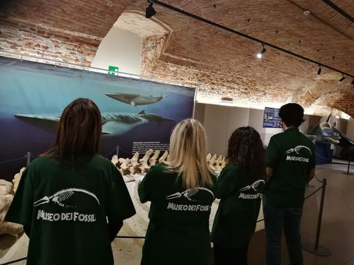 Il Museo Paleontologico di Asti cerca quattro giovani per svolgere il servizio civile Il Museo Paleontologico di Asti cerca quattro giovani per svolgere il servizio civile