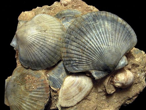 Oggi, domenica, torna &quot;Tracce vicine di mari lontani&quot;, ultimo appuntamento dell'anno dell'Ente Parchi di Asti