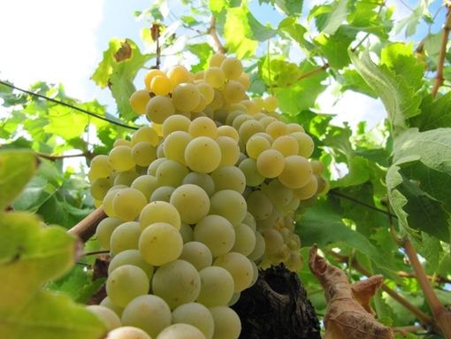 Da Coldiretti nuove azioni  per tutelare il Moscato d’Asti