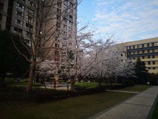 Alcune immagini di "Nick" scattate a Wuhan Alcune immagini di "Nick" scattate a Wuhan