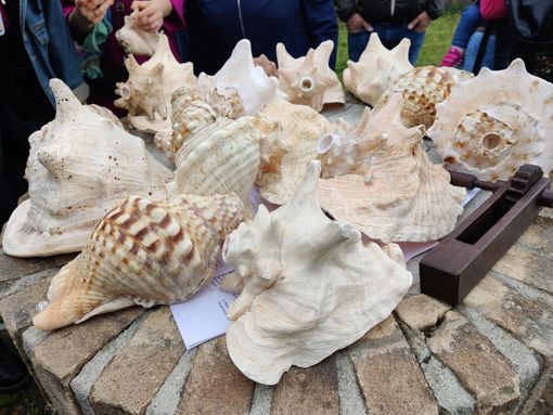 Le conchiglie sonanti, un viaggio tra mito e storia a Incisa Scapaccino