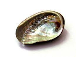 Lo "Spazio Anna C." collegato all'Orecchio di Venere, si inaugura in via Natta 3 ad Asti