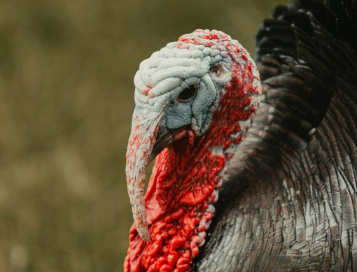 Domenica 21 aprile torna l'antica Giostra del Pitu a Tonco Domenica 21 aprile torna l'antica Giostra del Pitu a Tonco