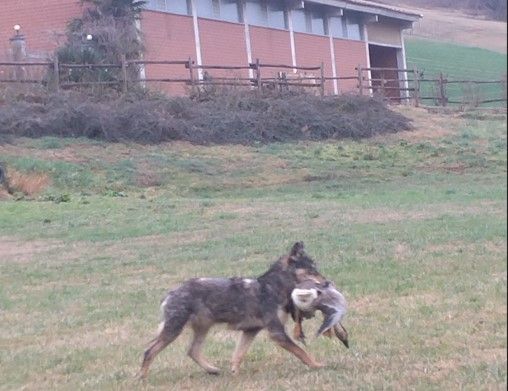 Coldiretti lancia l'allarme: "Più lupi in Piemonte che in tutta la Svezia, intervenire subito" Coldiretti lancia l'allarme: "Più lupi in Piemonte che in tutta la Svezia, intervenire subito"