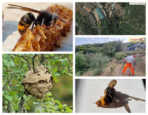 Vespa velutina, testato con successo un metodo per sconfiggere l'insetto originario del sud est asiatico