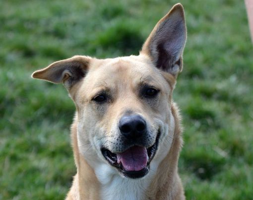 Pablo "il Biondo" cerca casa. In canile da quasi 4 anni, prima viveva legato a un termosifone