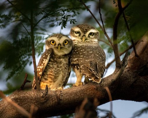 Petsfestival 2022: basta un gufo per fare una magia Petsfestival 2022: basta un gufo per fare una magia