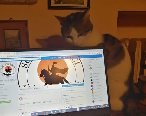 &quot;Lo so che ho più follower io in 24 h che voi in un anno. Salutate la gattolista&quot; scrivono Malandrone e la gatta Libera nel post che accompagna questa immagine