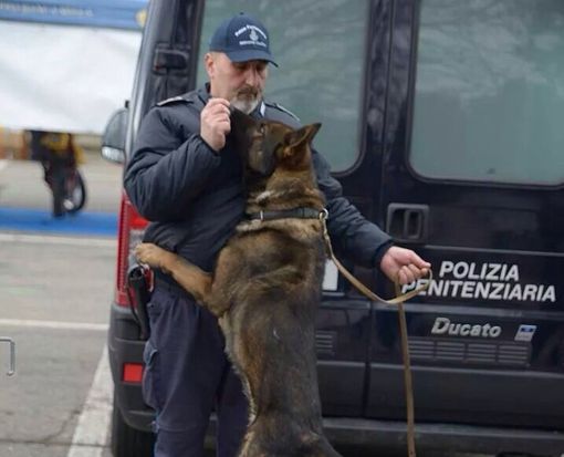 Dai canili al lavoro con la Polizia penitenziaria. Ad Asti la scuola nazionale per cani poliziotto (FOTOGALLERY) Dai canili al lavoro con la Polizia penitenziaria. Ad Asti la scuola nazionale per cani poliziotto (FOTOGALLERY)