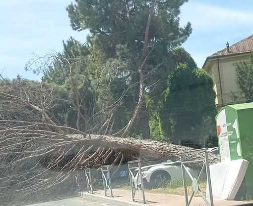 Immagine tratta dal gruppo social &quot;Se sei di Nizza Monferrato&quot;