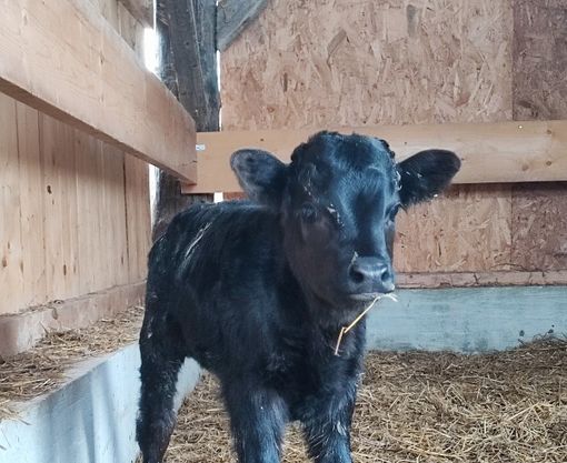 A Moasca nasce un vitellino di razza Dexter, la "mini mucca". È tra i pochi presenti in Italia