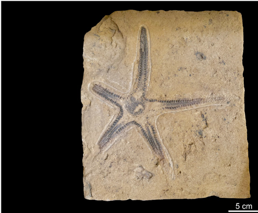 Presentata ad Asti l'iniziativa &quot;Fossili Regionali&quot;