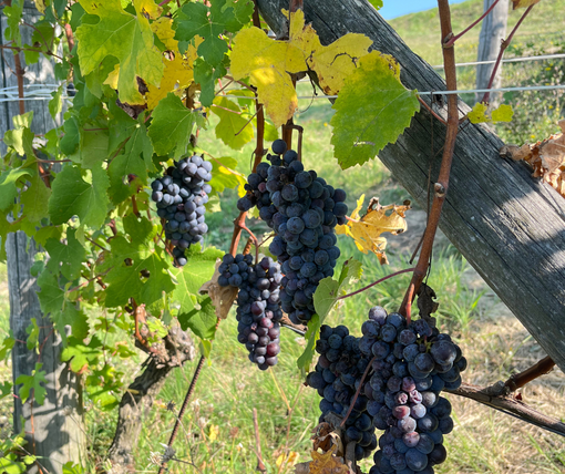 Vendemmia 2025 in Piemonte: qualità elevata ma rese contenute, il modello cooperativo regge la sfida Vendemmia 2025 in Piemonte: qualità elevata ma rese contenute, il modello cooperativo regge la sfida