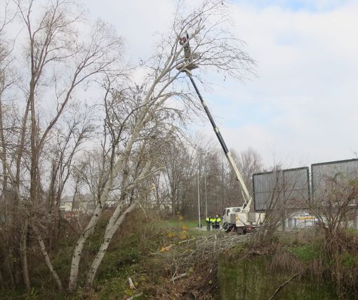 Asti: potatura di alberi pericolanti in corso Torino