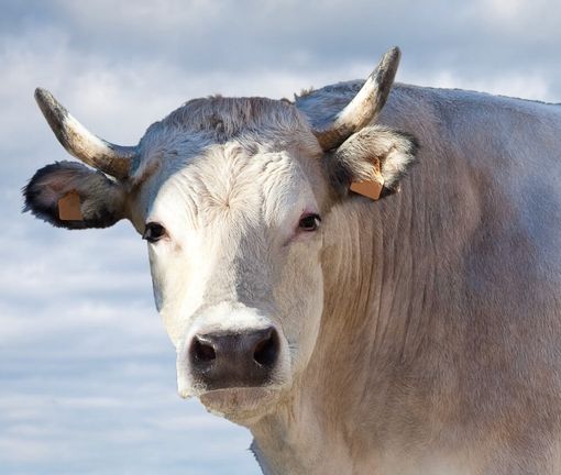 Fiera Nazionale di Sua Maestà il Bue Grasso di Moncalvo: il grande rito d’inverno del Monferrato Fiera Nazionale di Sua Maestà il Bue Grasso di Moncalvo: il grande rito d’inverno del Monferrato
