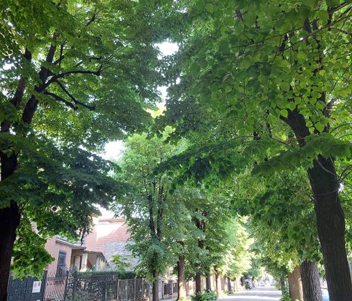 Sul verde pubblico inadempienze e danno di immagine: il Comune di Asti risolve il contratto con la società affidataria Sul verde pubblico inadempienze e danno di immagine: il Comune di Asti risolve il contratto con la società affidataria