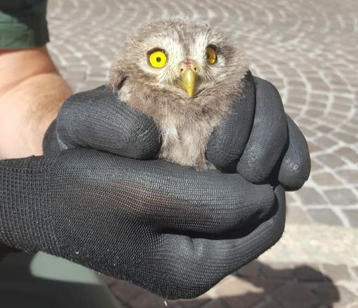Asti, soccorsa e salvata dai Vigili del Fuoco una civetta ferita