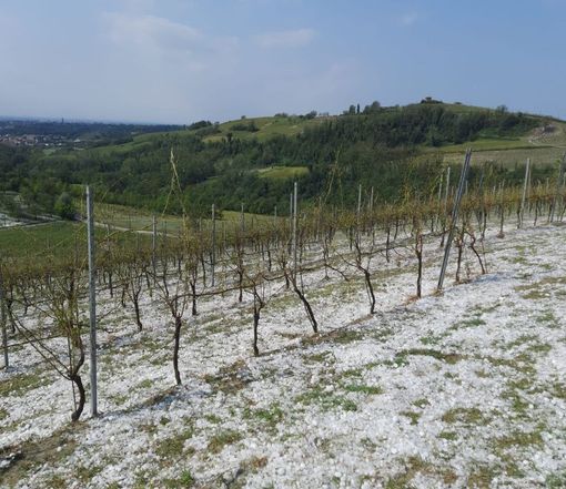I danni ai vigneti nel nord astigiano di questa mattina (foto Dati Meteo Asti)