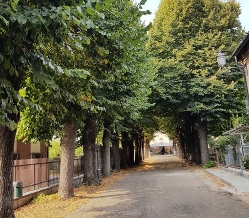 A Villanova d'Asti iniziativa per la valorizzazione e la tutela del patrimonio arboreo