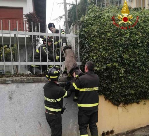 Il capriolo salvato a San Damiano Il capriolo salvato a San Damiano