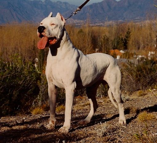 Un esemplare di dogo argentino (Di Zeballos - Opera propria, CC BY 3.0, https://commons.wikimedia.org/w/index.php?curid=7579990)