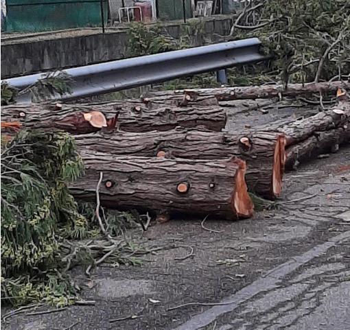 Immagine d'archivio Immagine d'archivio