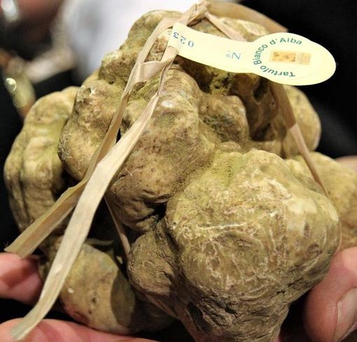 Tartufi da premiare Tartufi da premiare