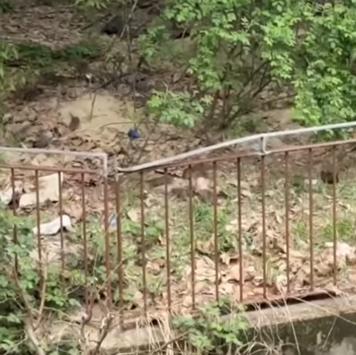 Topi al giardinetto del Trovamici, scatta l’interrogazione urgente: 'Così si mette a rischio la salute dei bambini'&quot; [VIDEO]