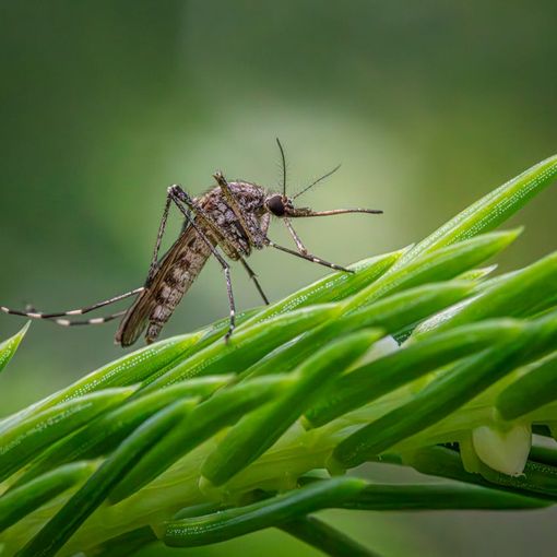 Tieni lontane le zanzare dal tuo giardino con Brillantia