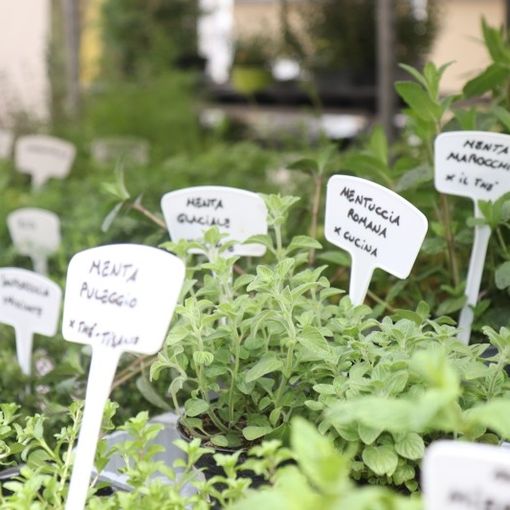 In Liguria questo week end arriva Aromatica, un evento tra profumi, sapori e prodotti a Diano Marina