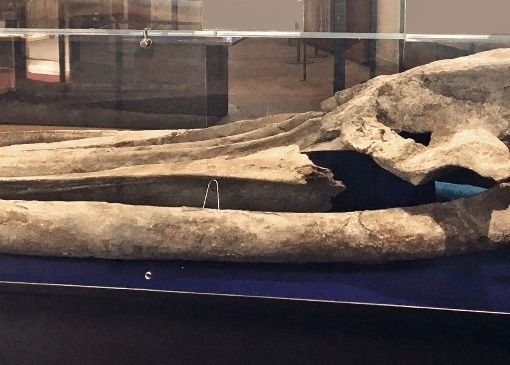 Il cranio della balena di Montafia nell'ex chiesa del Gesù di Asti
