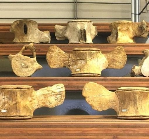 La balenottera e il delfino di Calunga dove ha vissuto Fabrizio De André