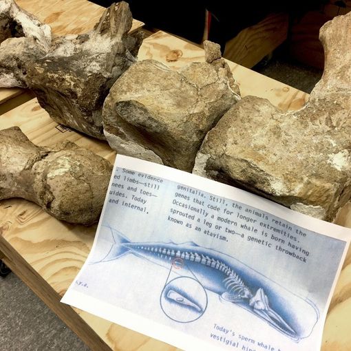 Vertebre del capodoglio