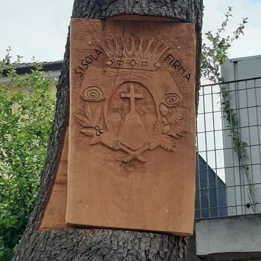 Albero tagliato a Montechiaro d'Asti